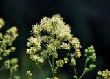 Thalictrum lucidum. Верхушка соцветия. Московская обл., Раменский р-н, окр. пос. Гжель, влажный луг. 01.07.2020.