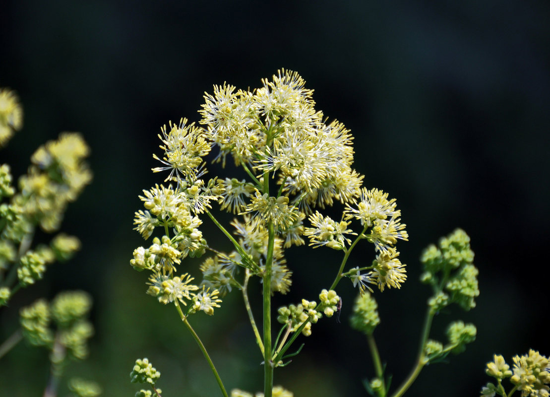 Изображение особи Thalictrum lucidum.