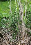 Polygonatum stenophyllum. Цветущее растение. Приморский край, Партизанский р-н, гора Брат, заросли Phragmites australis у подножья. 30.06.2020.