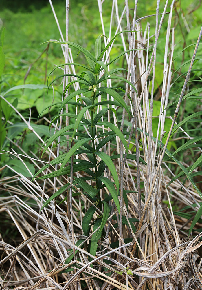 Image of Polygonatum stenophyllum specimen.