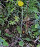 genus Hieracium. Цветущее растение. Греция, гора Олимп. 02.09.2010.