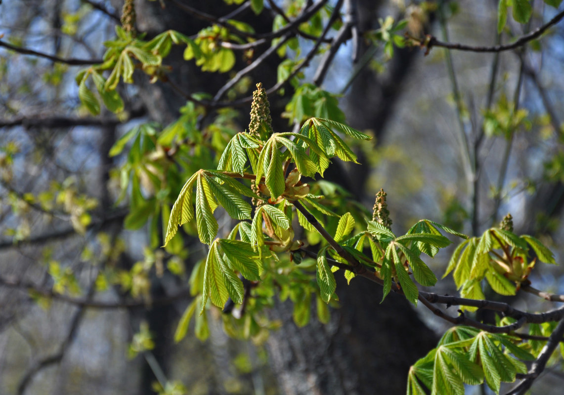 Изображение особи Aesculus hippocastanum.