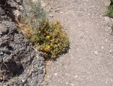 Pulicaria canariensis