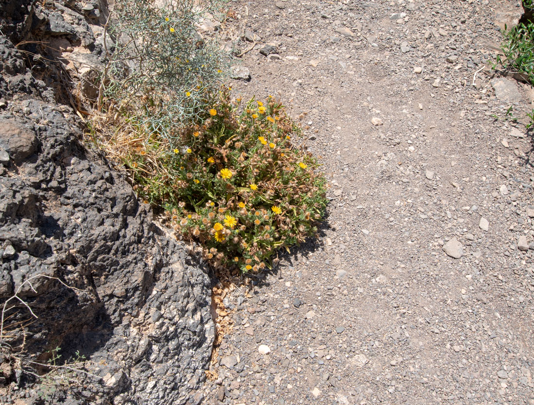 Изображение особи Pulicaria canariensis.