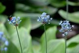 Allium caeruleum