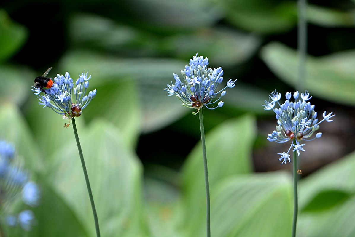 Image of Allium caeruleum specimen.