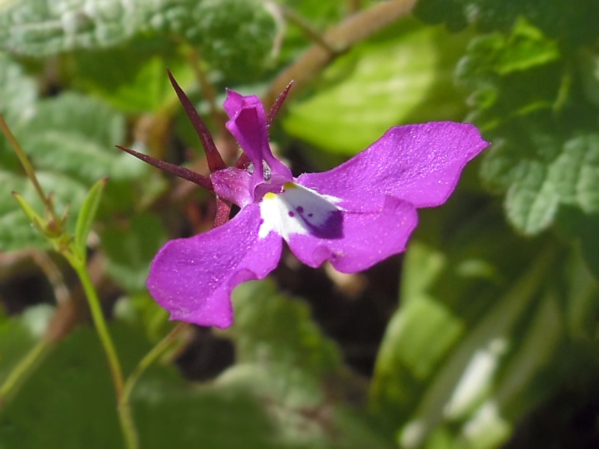 Изображение особи Lobelia erinus.