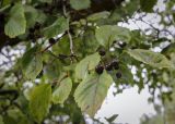 Crataegus rivularis