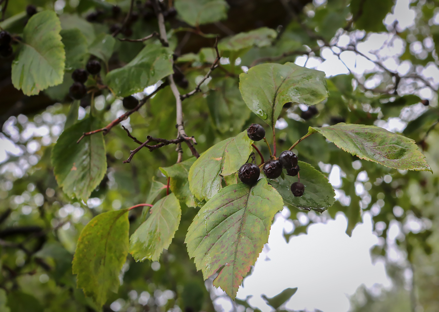 Изображение особи Crataegus rivularis.