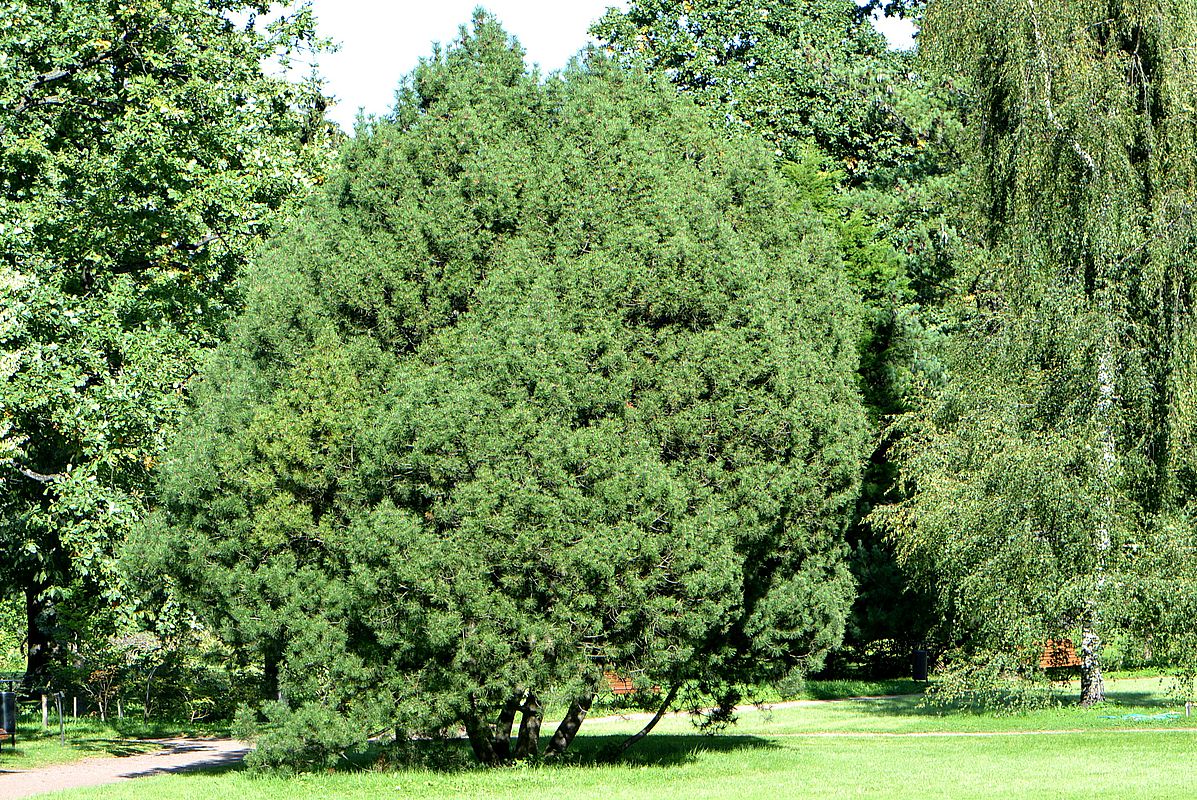 Изображение особи Pinus uncinata.