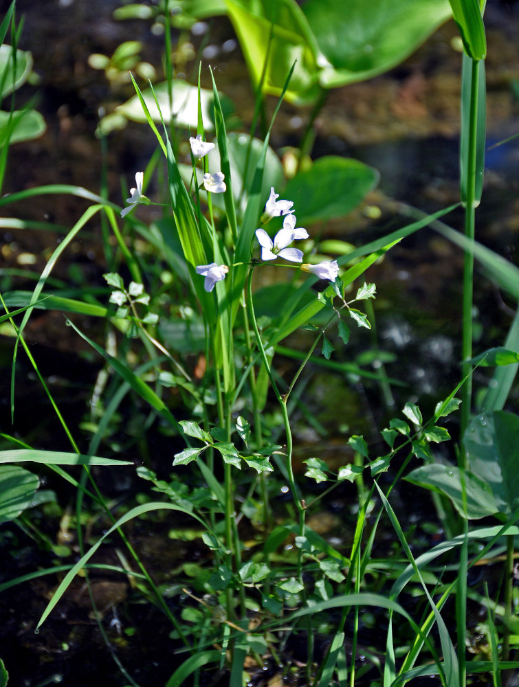 Image of Cardamine dentata specimen.