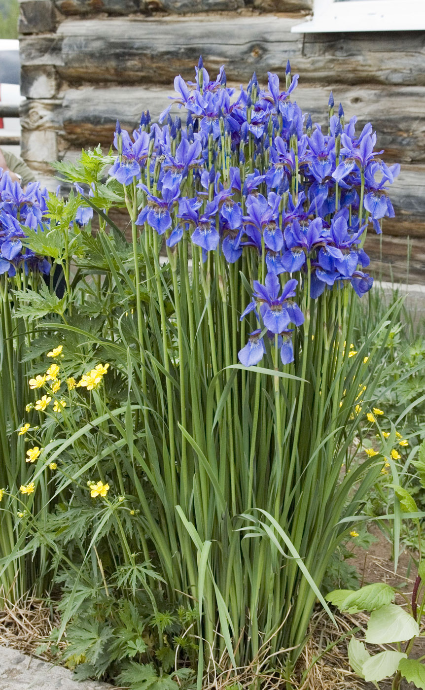 Image of Iris sanguinea specimen.