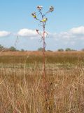 Inula caspica. Цветущее и плодоносящее растение. Краснодарский край, м/о город-курорт Анапа, окр. станицы Благовещенская, Витязевская коса, закреплённые пески. 12.10.2019.