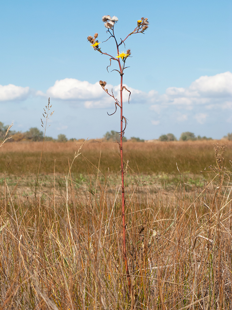 Image of Inula caspica specimen.