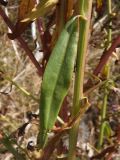 Image of taxon representative. Author is Сергей Одинец