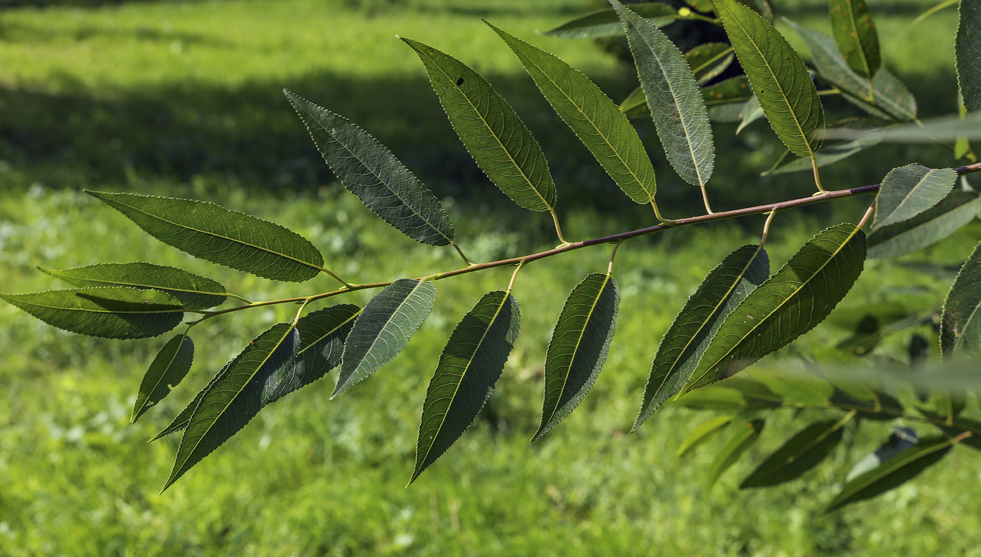 Image of Salix euxina specimen.