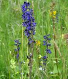 Delphinium korshinskyanum