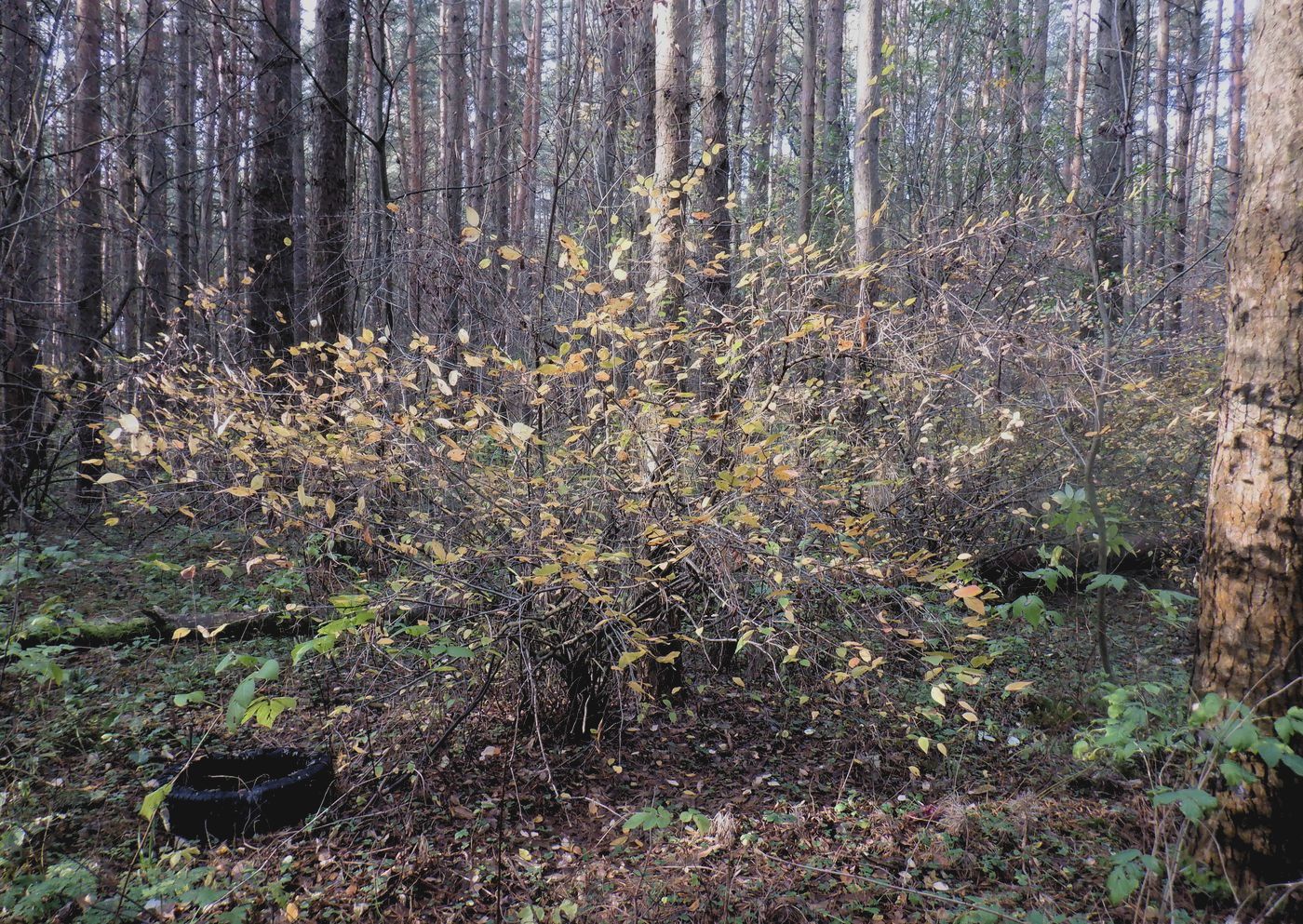 Image of Cotoneaster lucidus specimen.