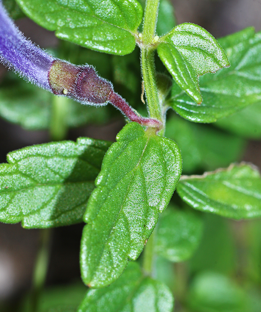 Image of Scutellaria strigillosa specimen.