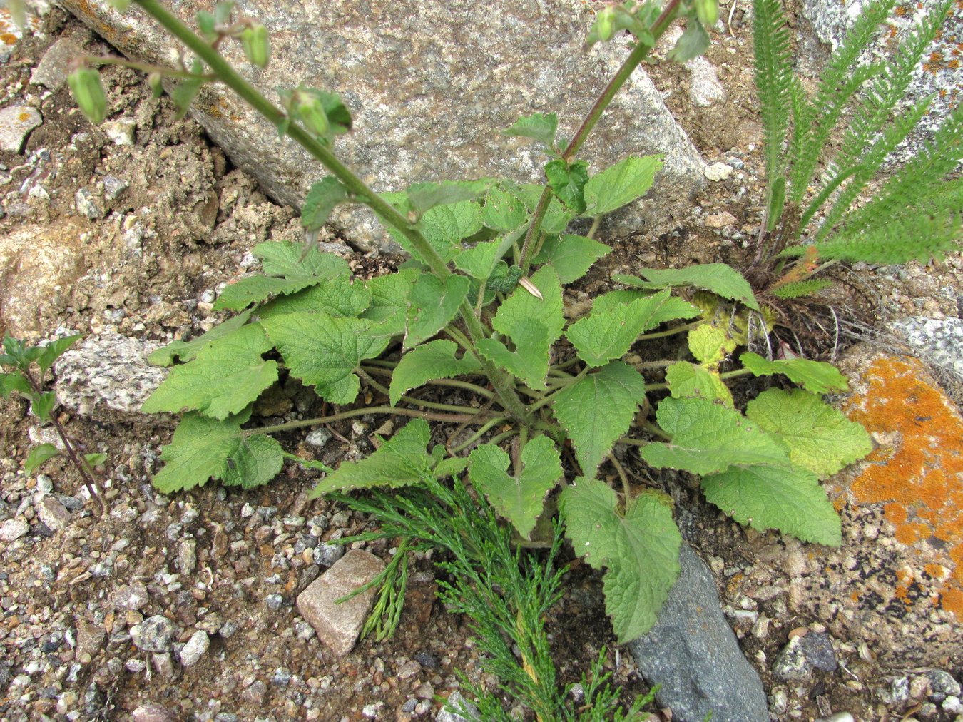 Image of Campanula alliariifolia specimen.