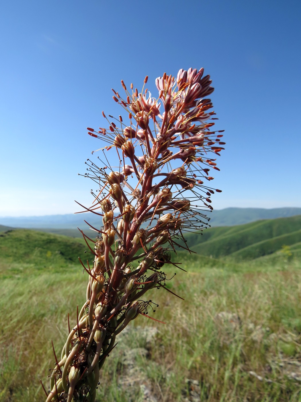 Image of Eremurus regelii specimen.
