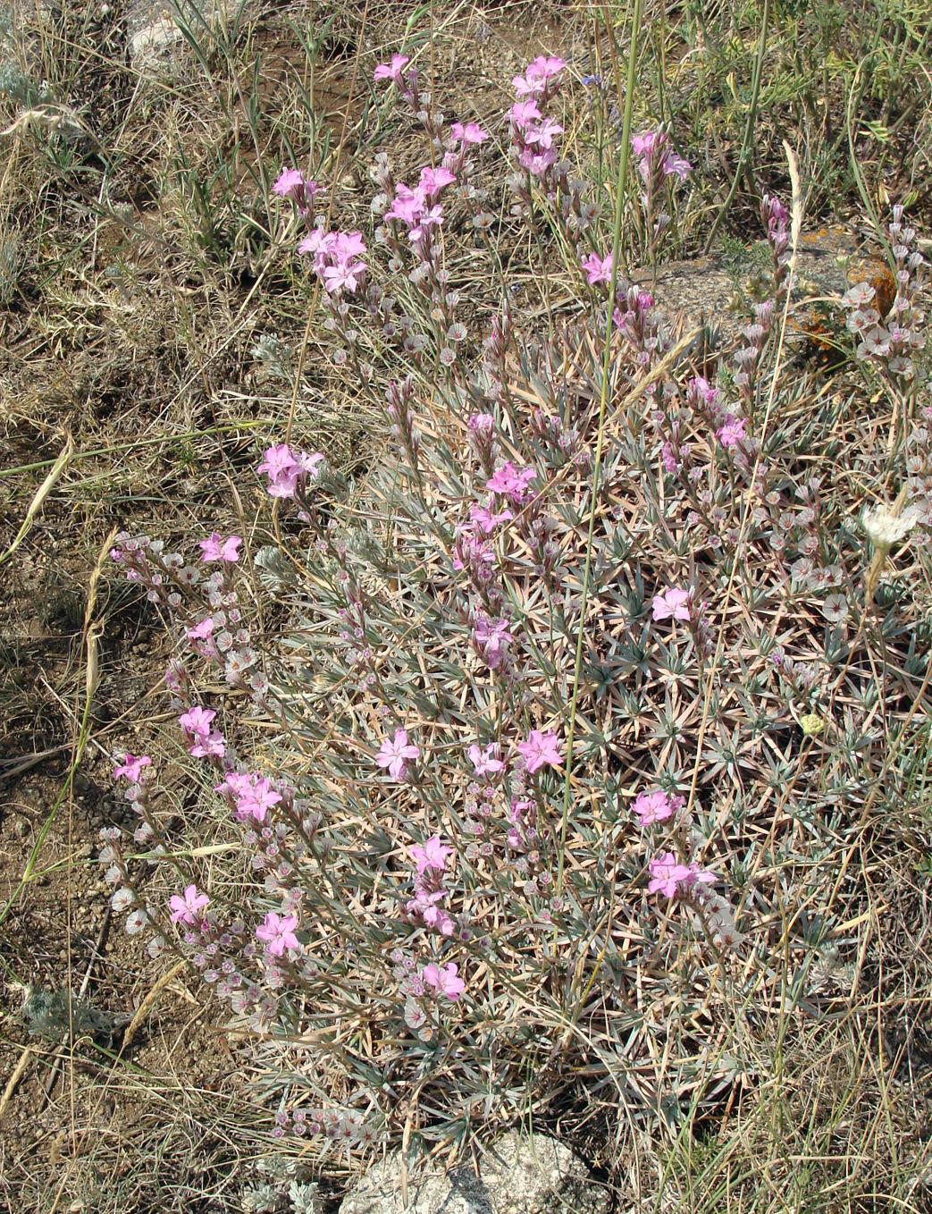 Image of Acantholimon takhtajanii specimen.