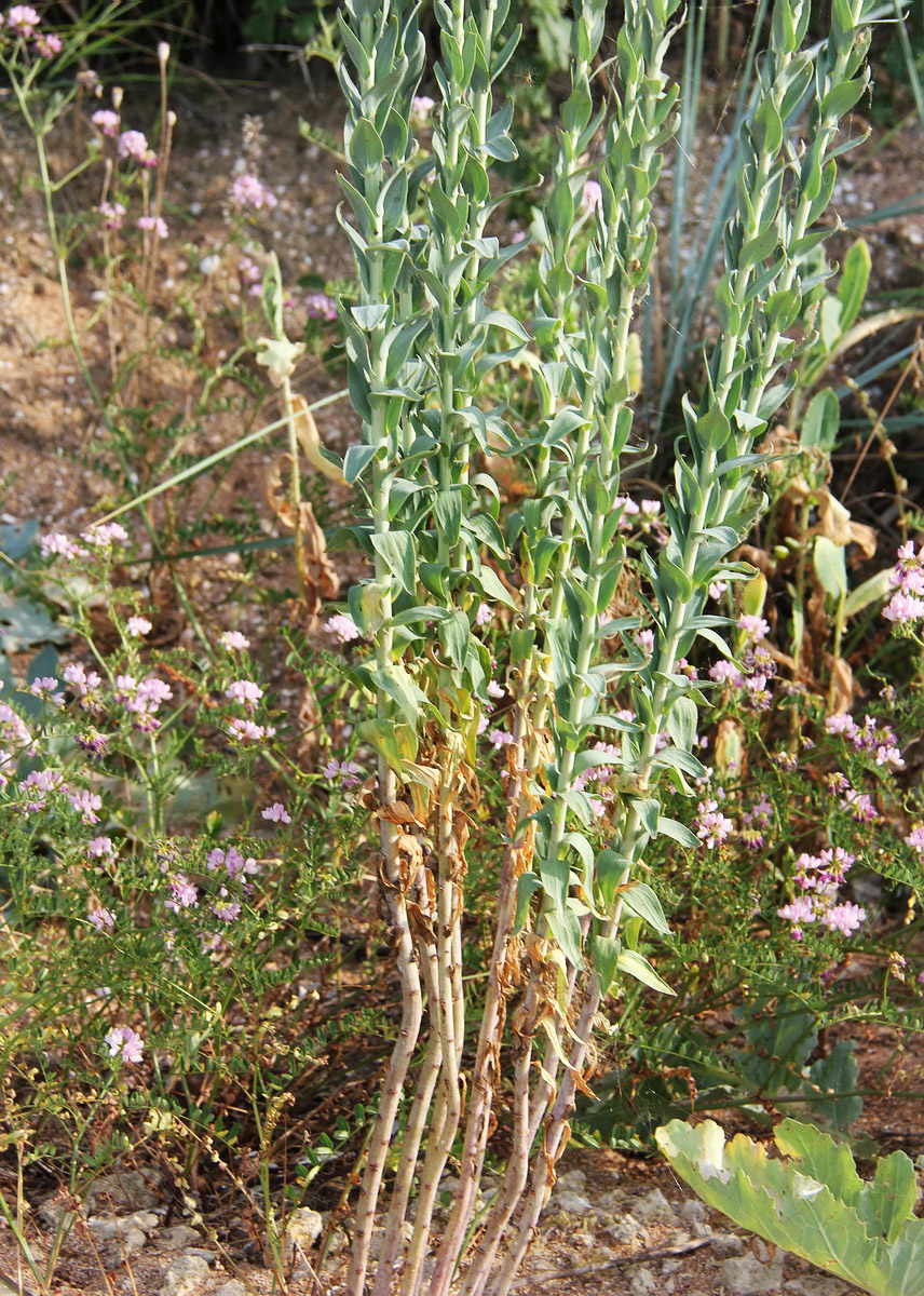 Image of Linaria genistifolia specimen.