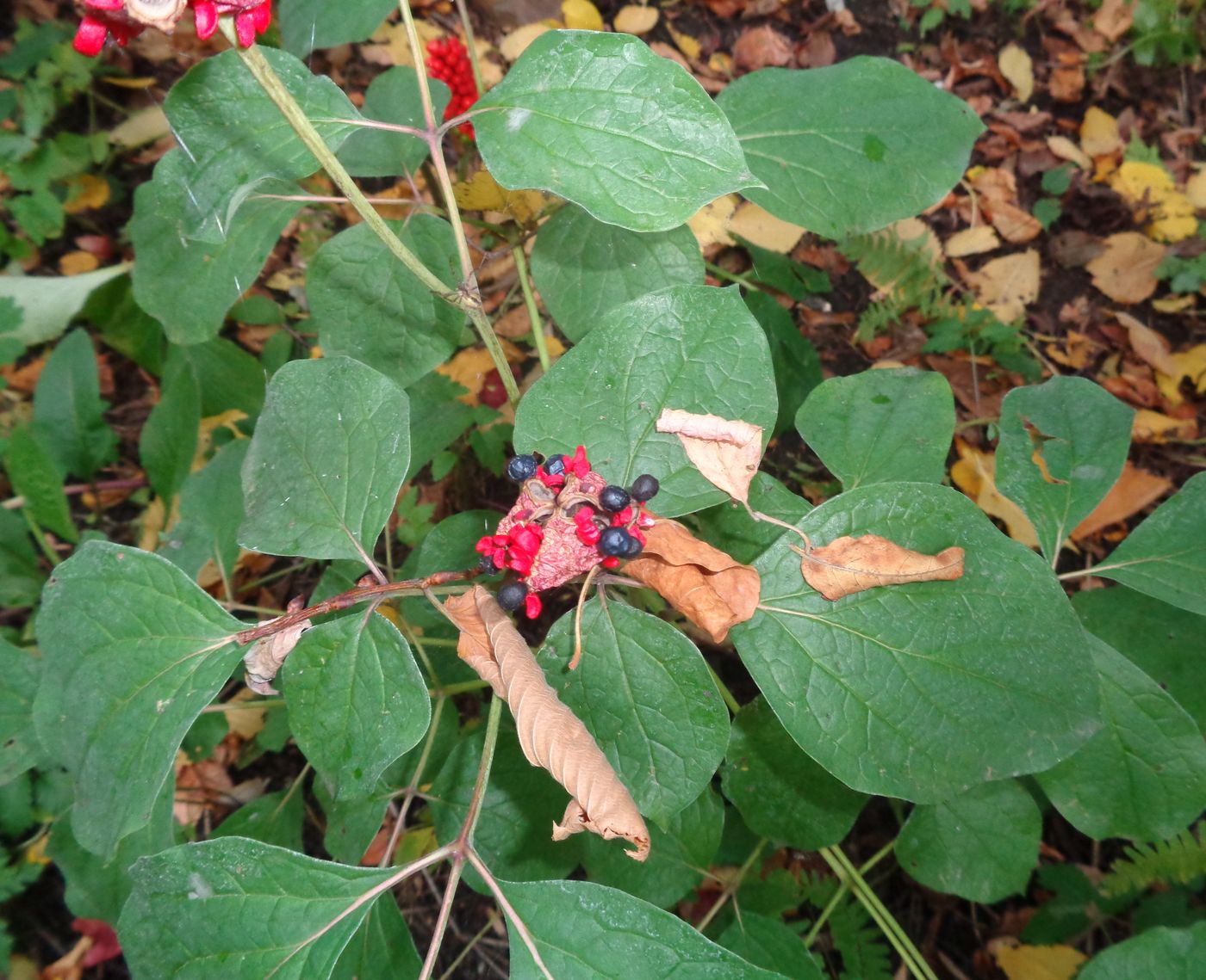 Image of genus Paeonia specimen.