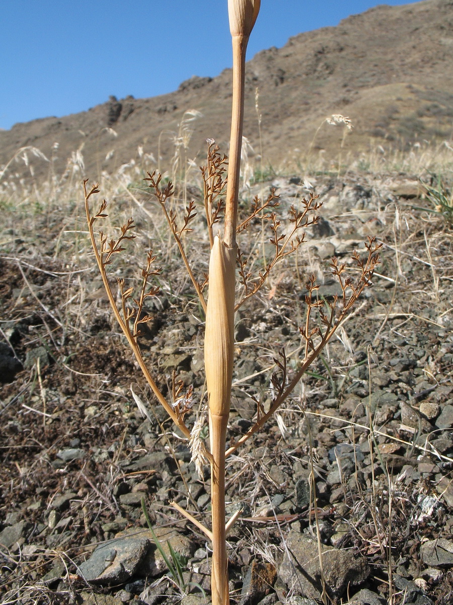 Изображение особи Ferula tschuiliensis.