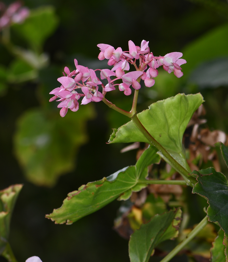 Image of genus Begonia specimen.