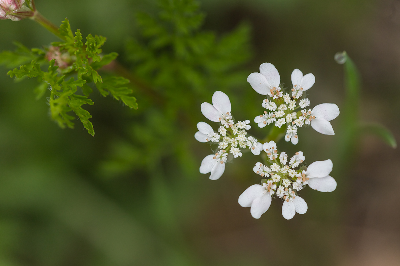 Изображение особи Orlaya daucoides.