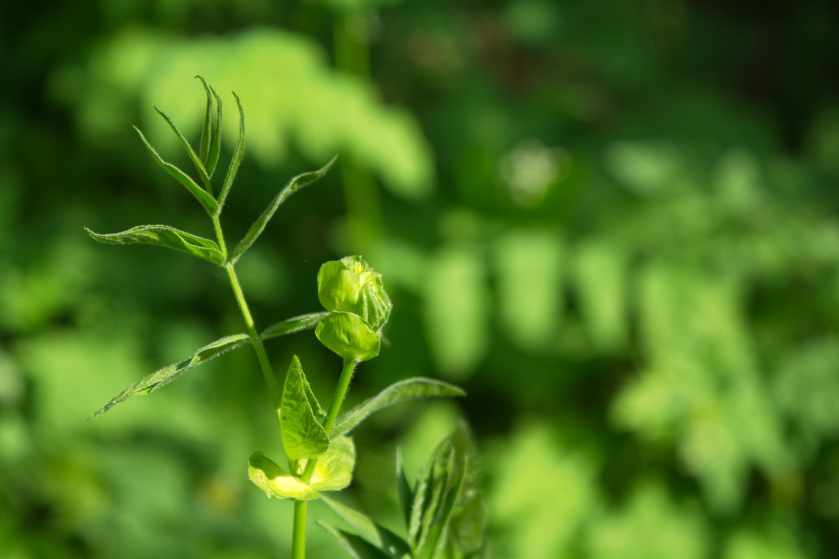 Изображение особи Galega orientalis.