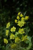 Bupleurum подвид aureum