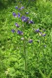 Polemonium caeruleum