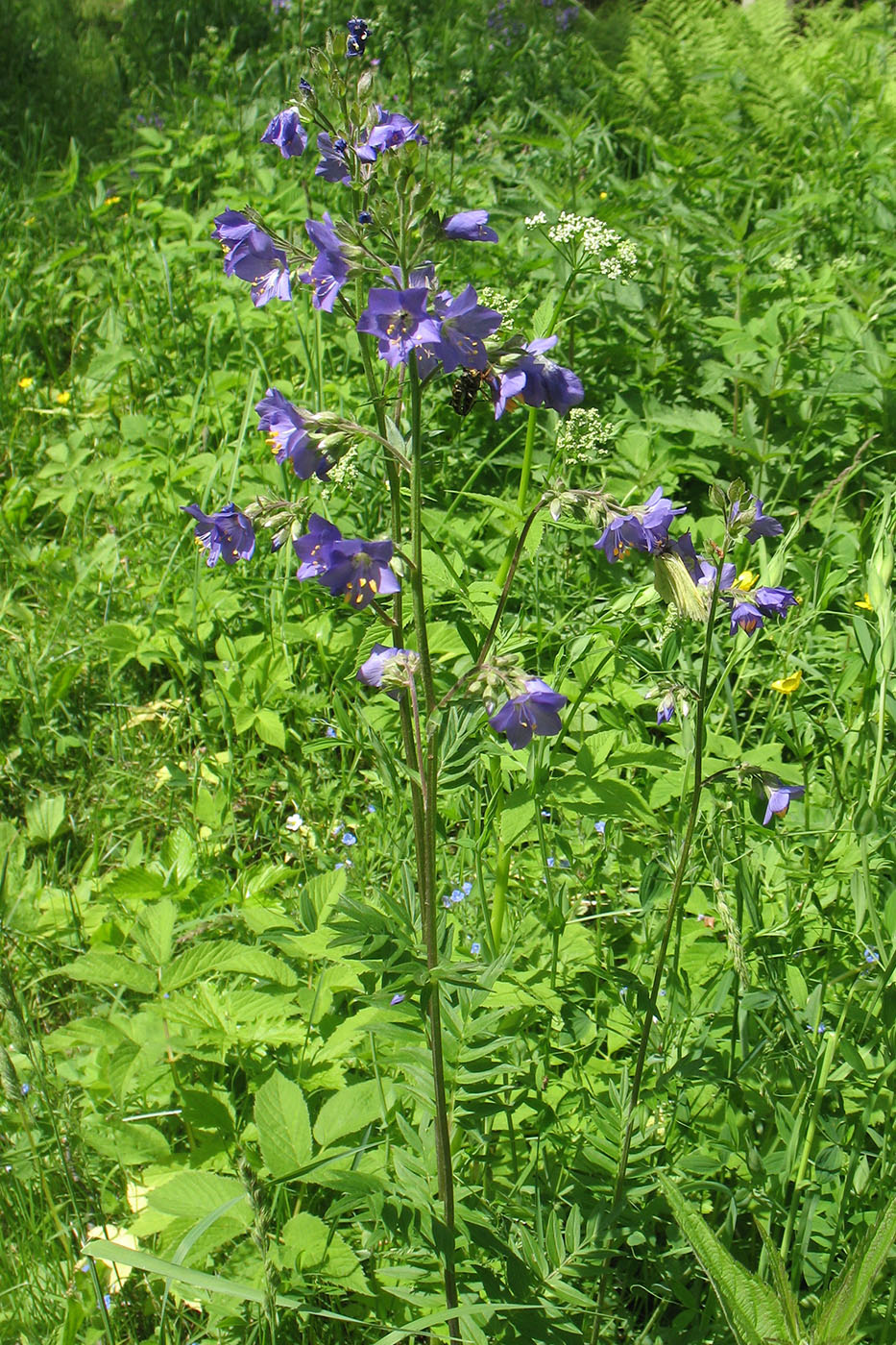 Image of Polemonium caeruleum specimen.