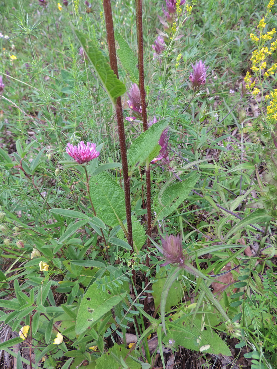 Изображение особи Verbascum pyramidatum.