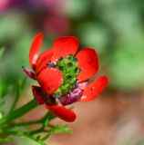 Adonis microcarpa