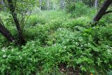 Cardamine macrophylla