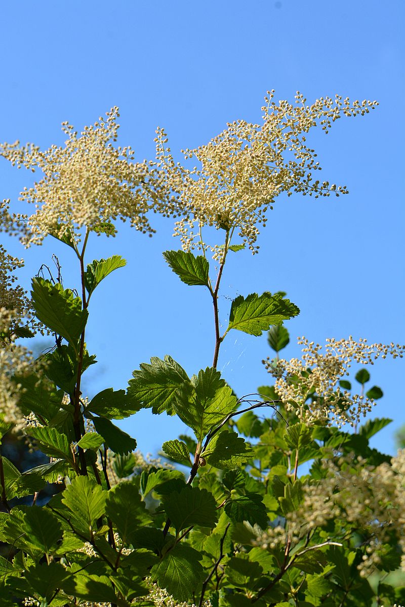 Изображение особи Holodiscus discolor.