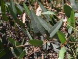 Hardenbergia violacea