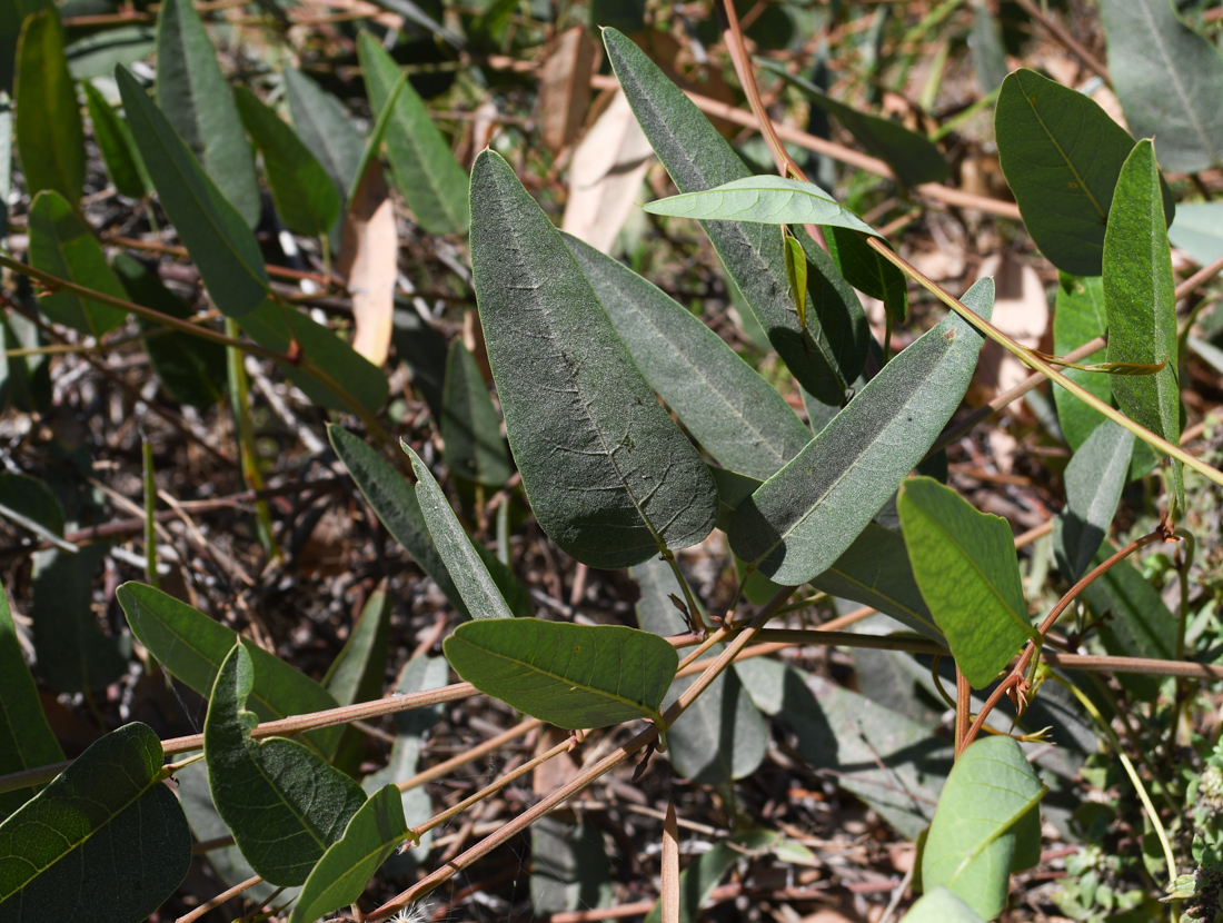 Изображение особи Hardenbergia violacea.