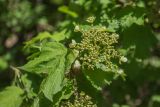 Viburnum opulus. Соцветие и лист. Краснодарский край, Абинский р-н, окр. станицы Шапсугская, берег реки. 15.06.2021.