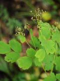 Thalictrum baicalense. Верхушка плодоносящего растения. Приморский край, Лазовский р-н, Лазовский заповедник, 1 км Ю кордона Америка, широколиственный лес. 17.08.2009.
