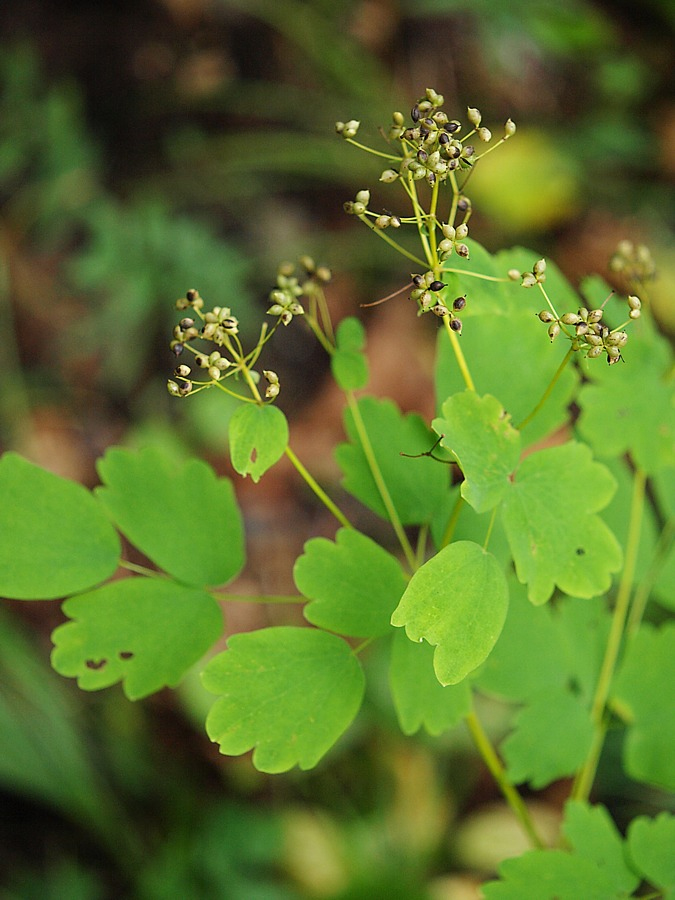 Изображение особи Thalictrum baicalense.