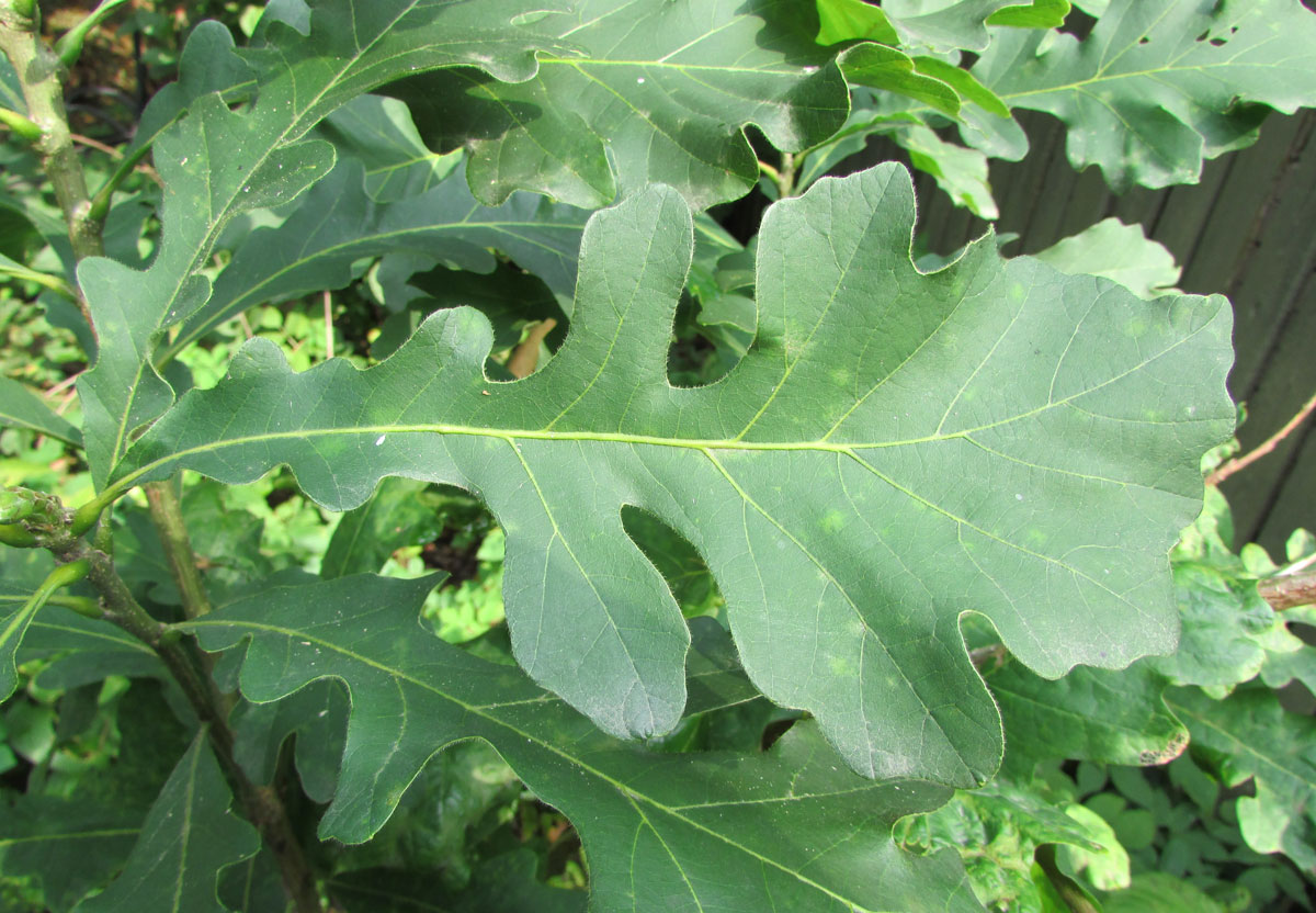 Image of Quercus macrocarpa specimen.