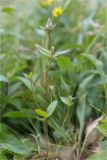 Gentianella lingulata. Цветущее растение. Мурманская обл., п-в Рыбачий, побережье Большой Волоковой губы севернее м. Коровий, разнотравный приморский луг. 30.07.2020.