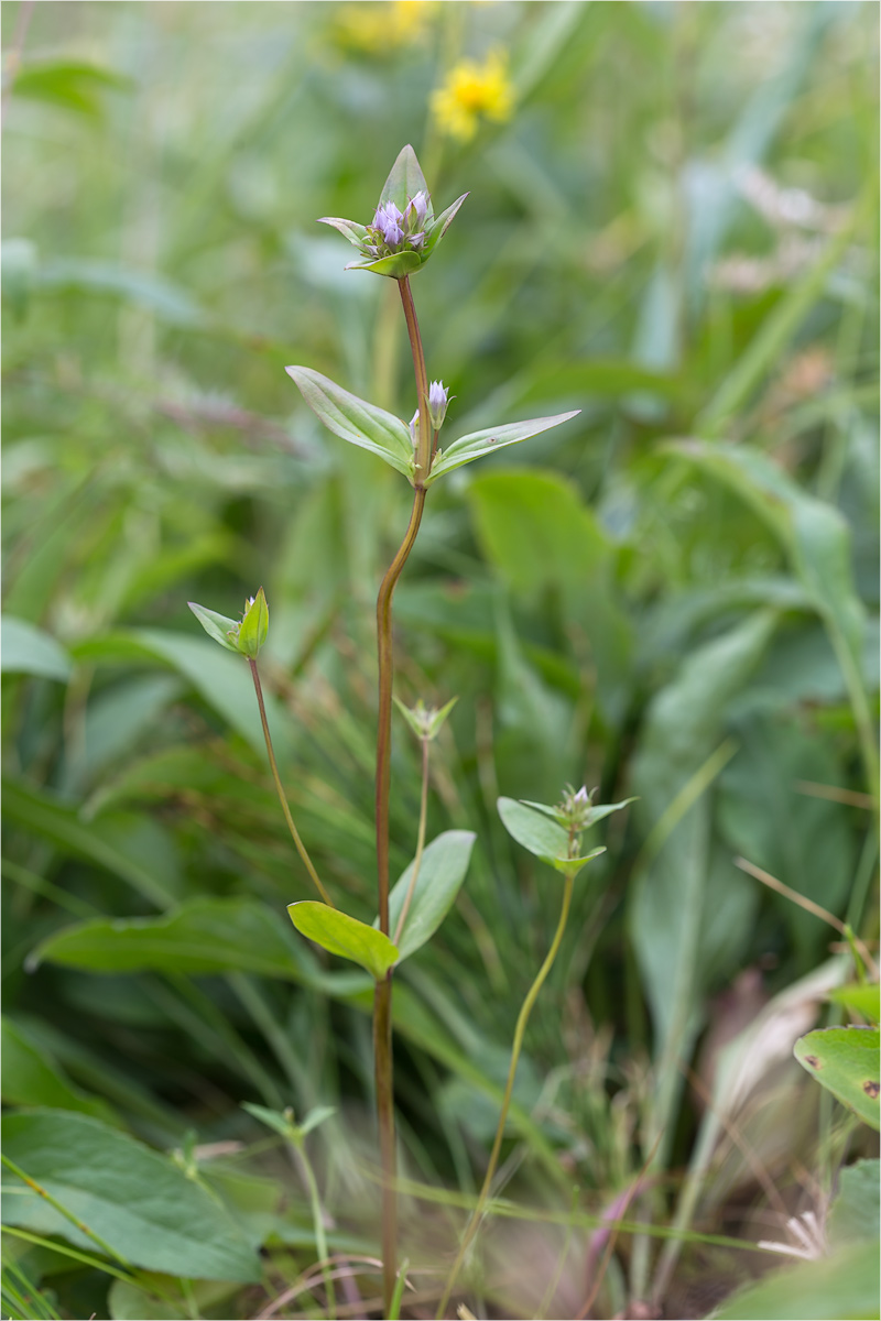 Image of Gentianella lingulata specimen.