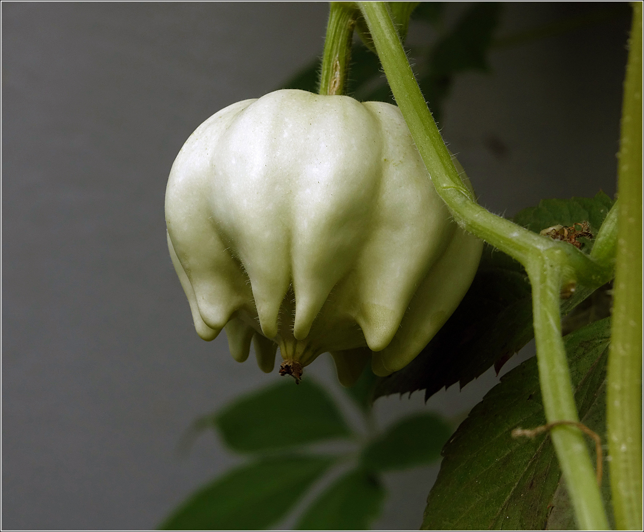 Image of Cucurbita pepo specimen.