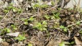 Ranunculus trachycarpus. Проростки. Краснодарский край, Крымский р-н, окр. станицы Неберджаевская, ур. Темрючки, у небольшого постоянного озерка на дне заброшенного карьера, на обломках мергеля. 09.10.2021.