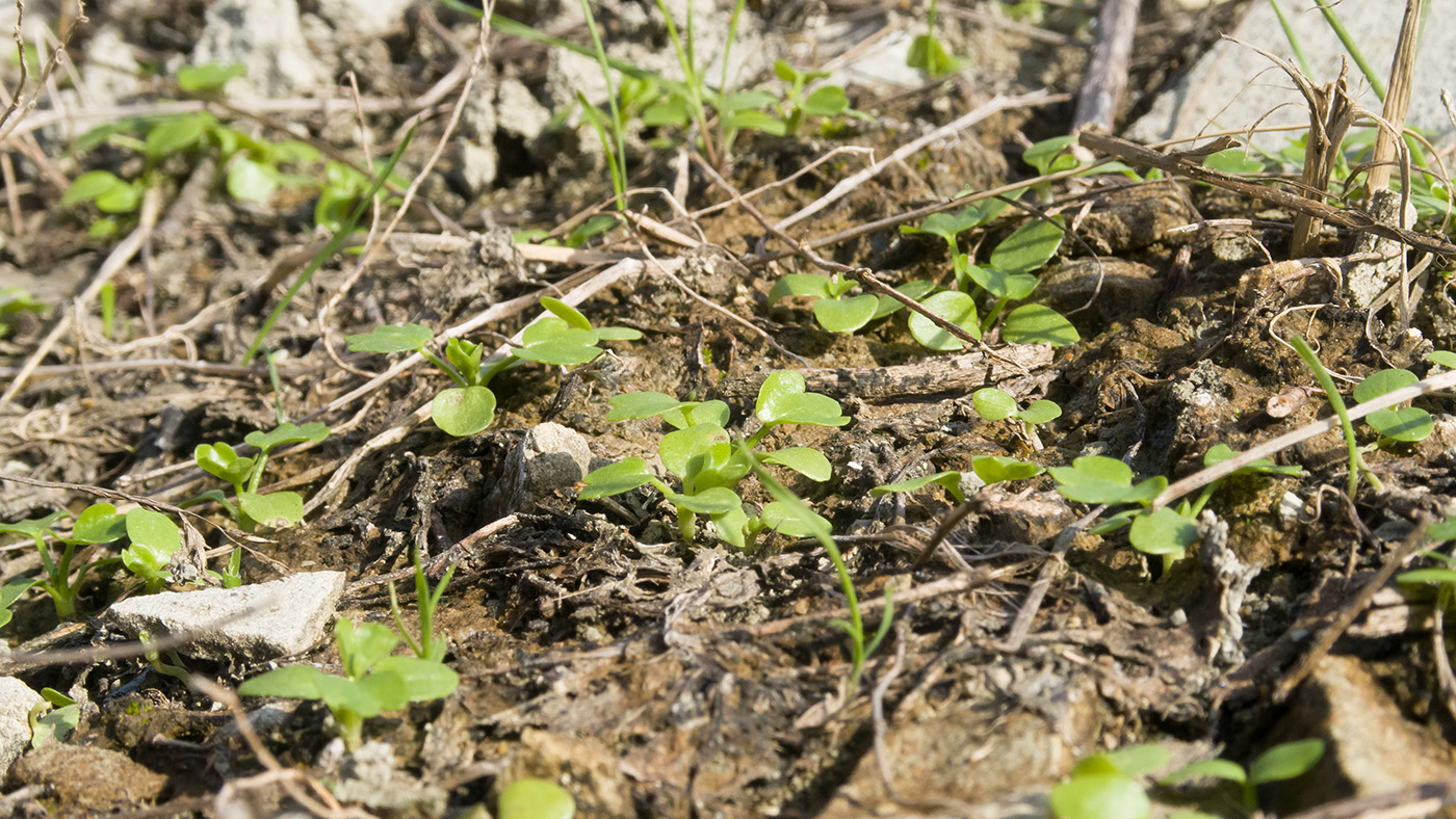 Изображение особи Ranunculus trachycarpus.